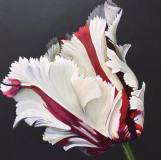 Candy-Stripe-Parrot-Tulip