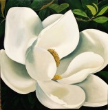 Magnolia1