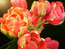 Peony-Tulips