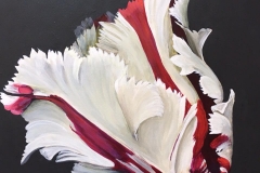 Candy-Stripe-Parrot-Tulip